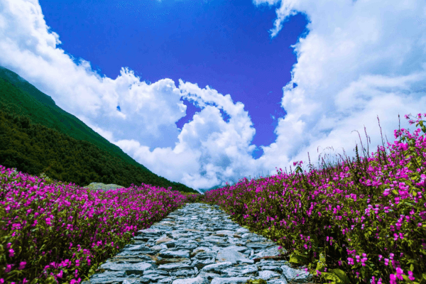 Valley of Flowers Trek – A Colorful Himalayan Paradise