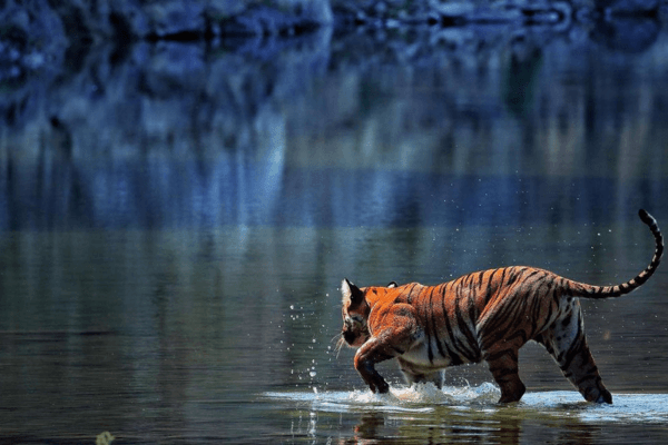 Jim Corbett National Park - Safari, Places to Visit & Travel Tips