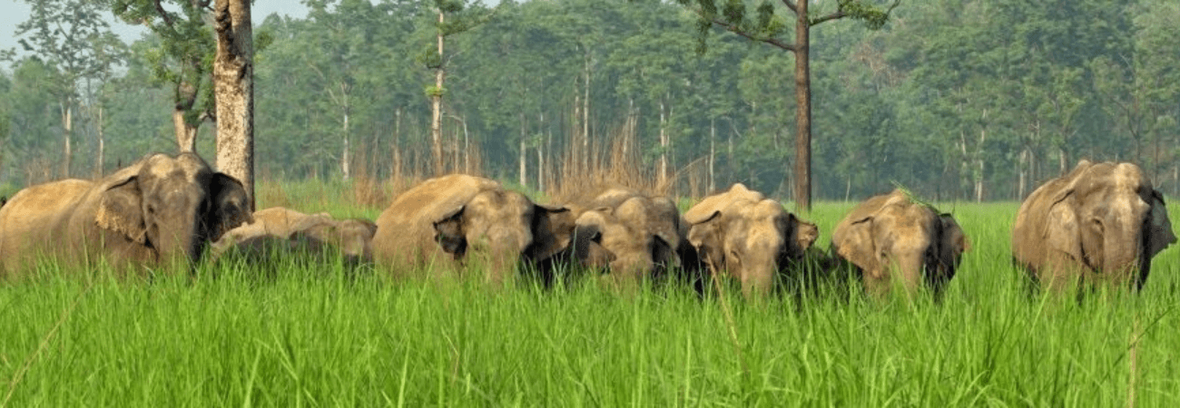 Wildlife and Nature Tour promotional banner
