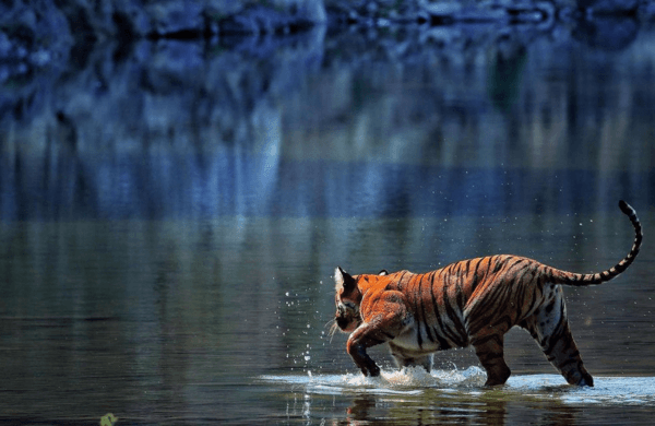 Katra Tour Packages promotional banner