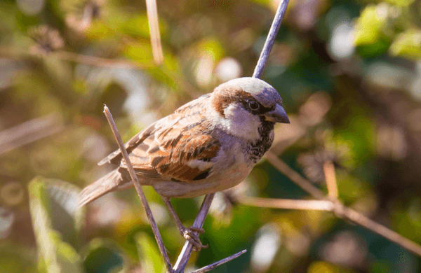 Wildlife and Nature Tour promotional banner